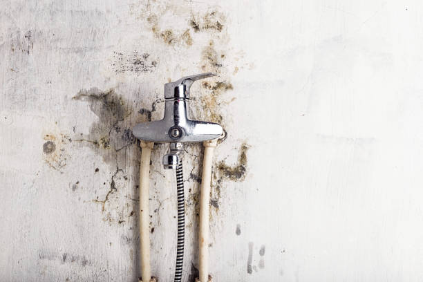 Best Emergency Mold Removal  in Rolla, ND