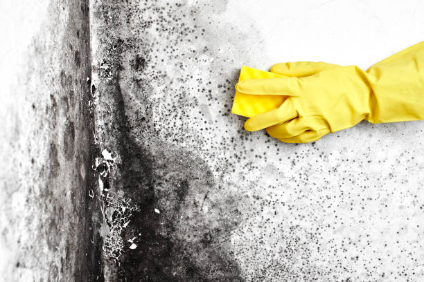 Rolla, ND Mold Removal Company