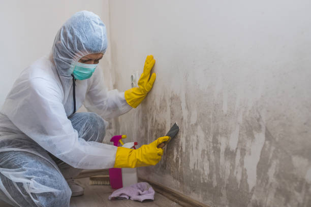 Best Best Mold Removal Companies  in Rolla, ND