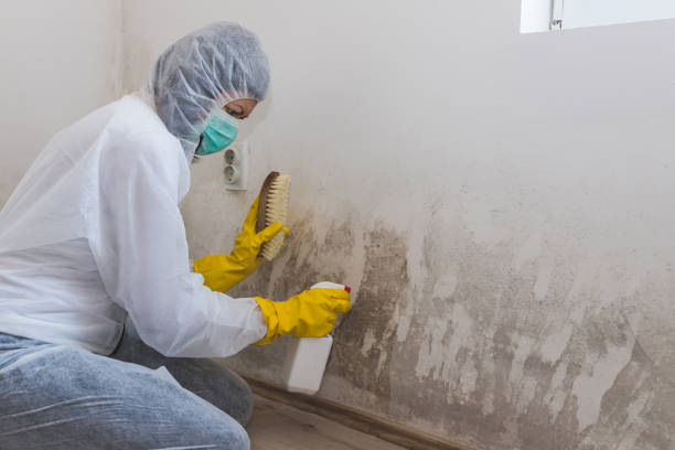 Best Fast Mold Removal  in Rolla, ND