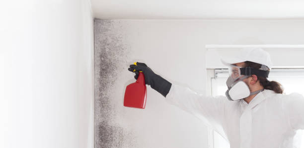 Best Residential Mold Removal  in Rolla, ND