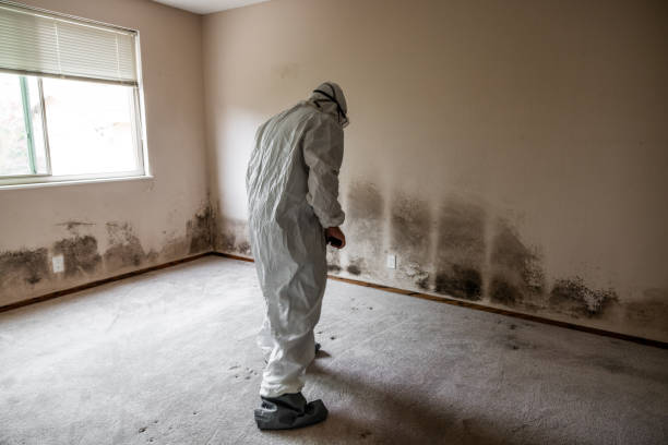 Best Residential Mold Removal  in Rolla, ND