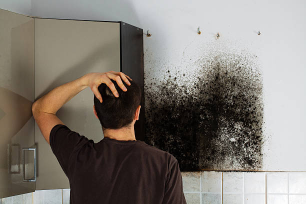Best Black Mold Removal  in Rolla, ND