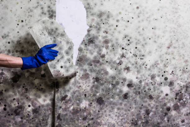 Best Mold Testing  in Rolla, ND