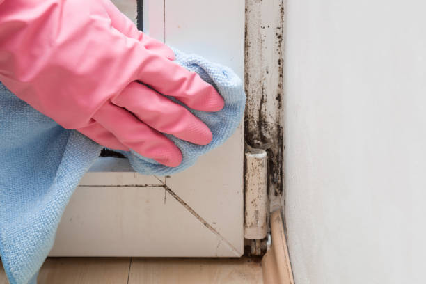 Best Commercial Mold Removal  in Rolla, ND