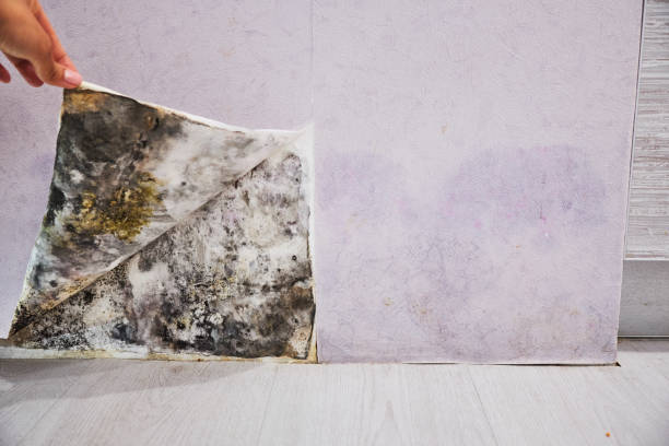 Mold Removal Process in Rolla, ND